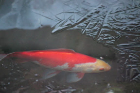 Cold fish
MR=576x383pixels 8x5.3inches 72ppi
HR=3456x2304p 48x32in 72ppi Fish in a pond